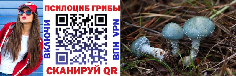 Псилоцибиновые грибы Cubensis  mega tor  Димитровград 