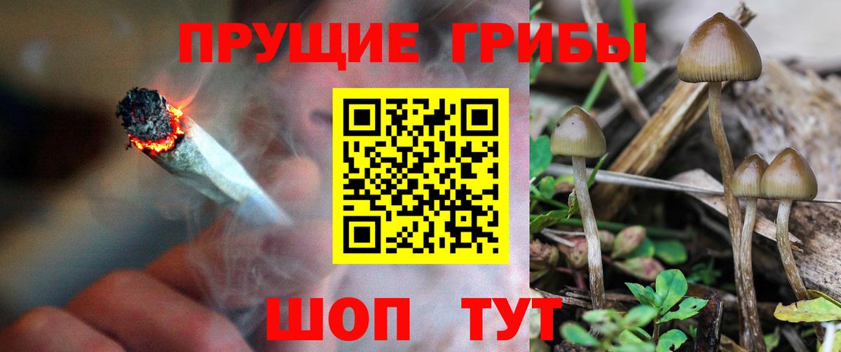 наркошоп  Псилоцибиновые грибы ЛСД  Димитровград  Псилоцибиновые грибы Magic Shrooms 